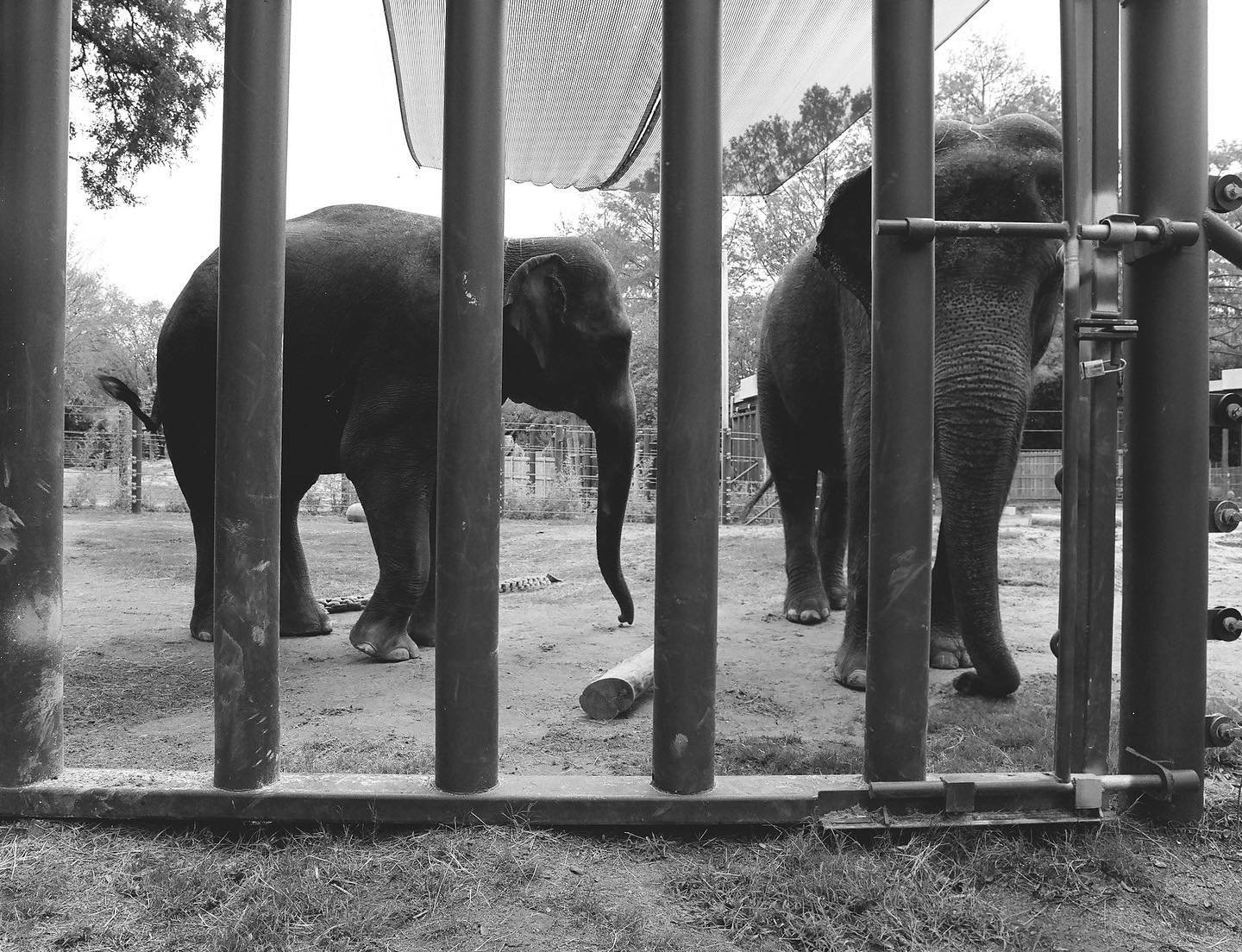 Elephant Springs