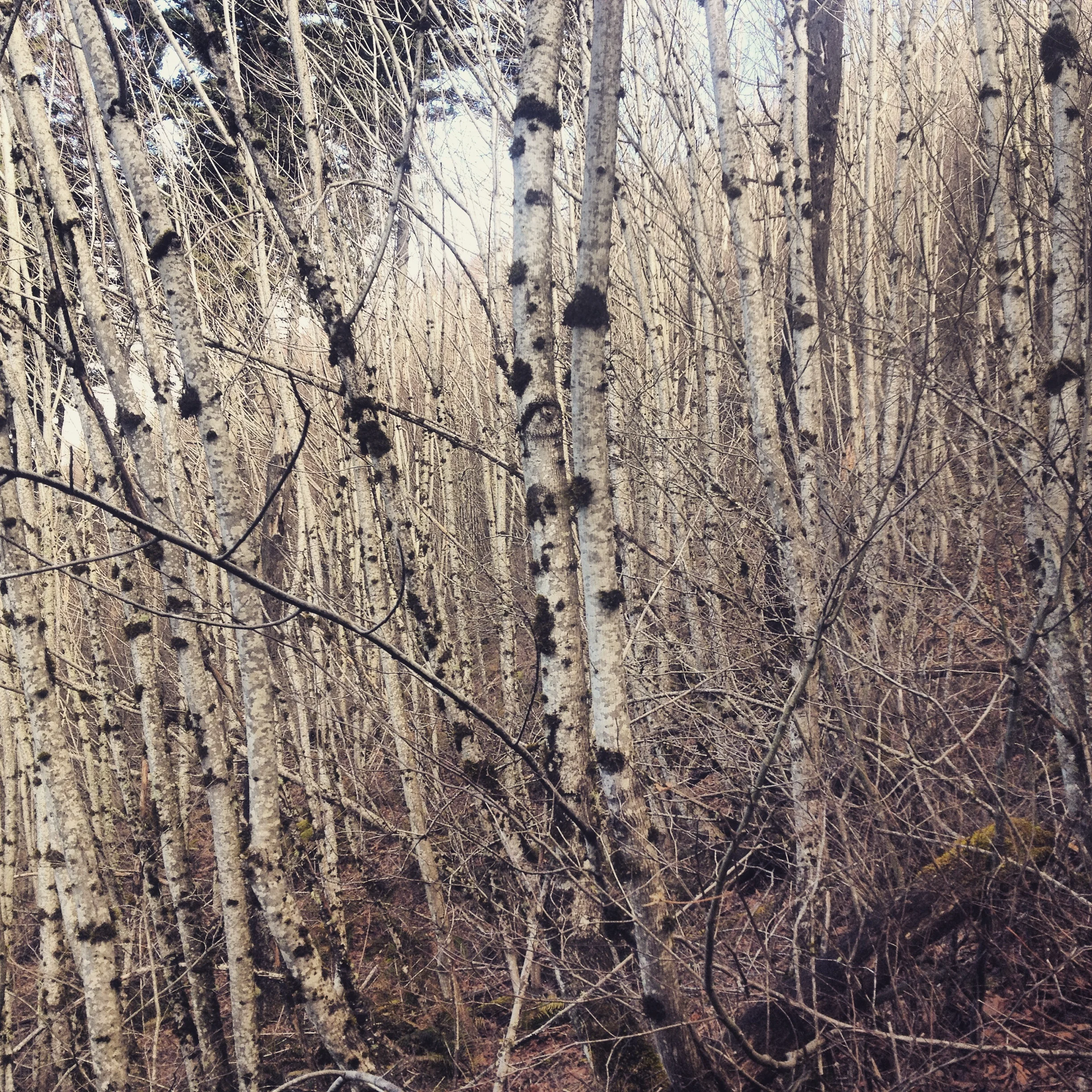 trees in the columbia river gorge make an interesting pattern of black and white. 