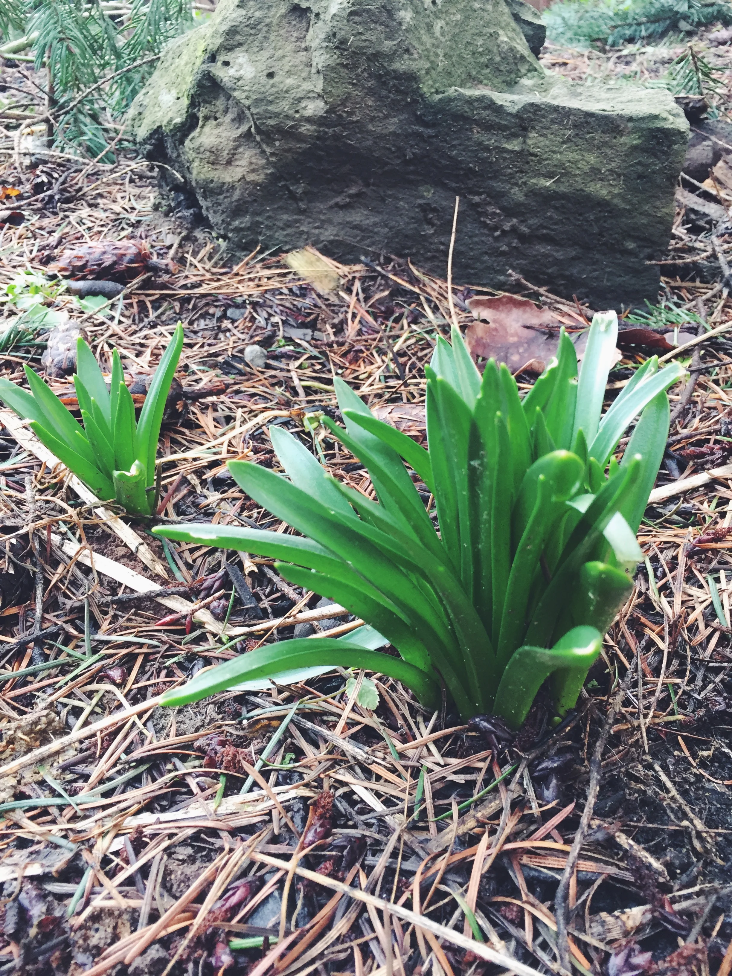 Signs of spring spotted on my run