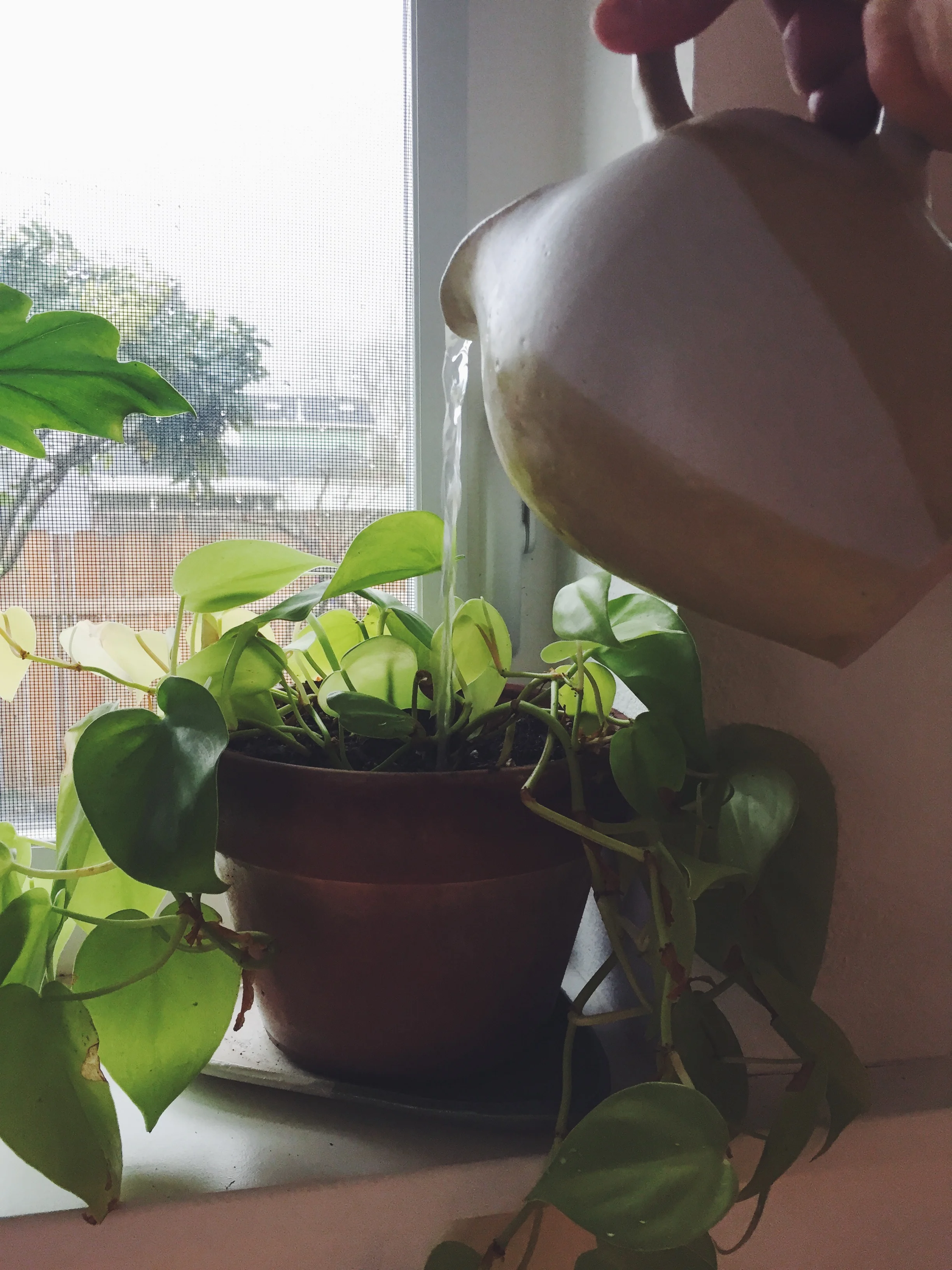 A little studio gardening