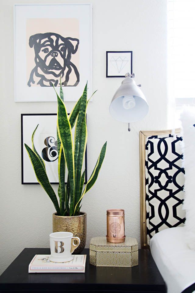 2. Snake Plant : Personality Trait: Strong, Independent Care Tips: Light- Thrives in bright light, to full sun. Will tolerate low light. Water- Water and allow to dry before watering again. Water just enough to moisten the soil, do not drench. Water along the edged of the pot, away from the centre of plant to avoid rotting at the base. 