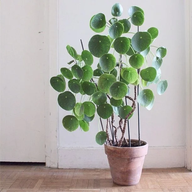 7. Chinese Money Plant : Personality Trait: Quirky, Sweet, Charismatic Care Tips: Light- Bright, indirect light. Water- Drench and allow to dry before watering again. Keep soil well drained. Mist weekly. 