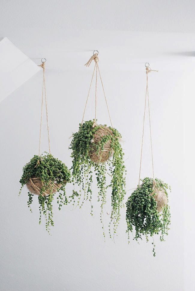 4. String of Pearls : Personality Trait: Conversation starter , Calming Care Tips: Light- Thrives in bright light, to full sun. Water and allow to dry before watering again. This plant retains water in it's little beads. Be careful to over water, as this can lead to root rot. Mist weekly. NOTE: This plant is considered to be slightly toxic and should be hung out of children's and pets reach.