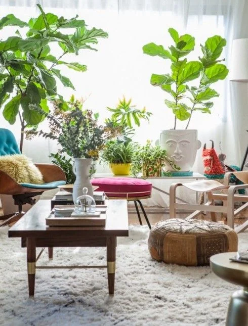 THE "IT" PLANTS OF HOME DECOR 