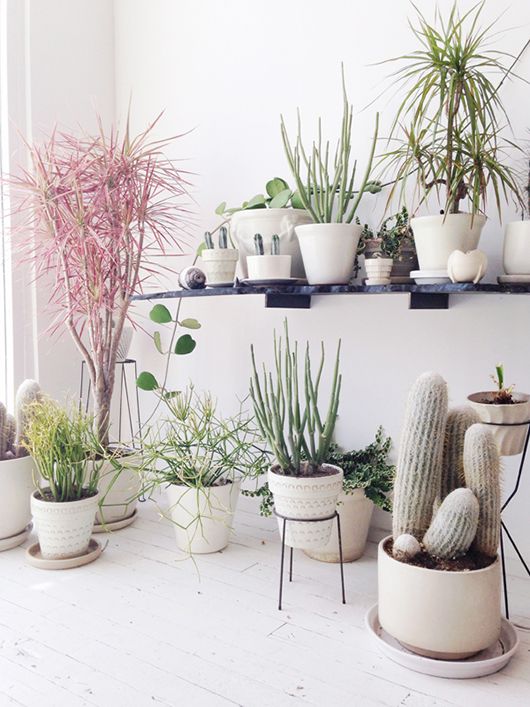 Forever obsessing over plants, but I'm all cactus, cactus, cactus right now.