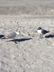 Here we see two adult laughing gulls with the bird on the right showing us a beautiful example of the black hood.