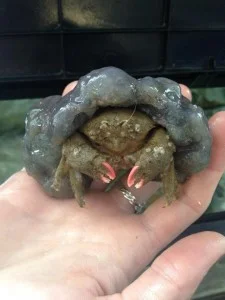 Our decorator crab was trying to fool us with his silly camouflage.