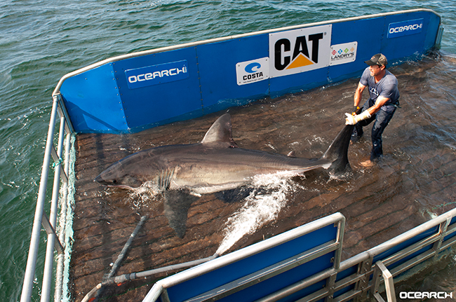 Betsy is a 12’7” 1400 pound immature female white shark. She was originally tagged off of Cape Cod in August of 2013. Since being tagged almost a year ago, she has traveled out into the Atlantic and then moved down the coast and around the bend of Florida. Betsy has traveled over 3492 miles altogether in a year. White sharks can swim up to 35 mph, but normally cruise at much slower rates. Betsy is the first tagged white shark to be tracked in the Gulf. 