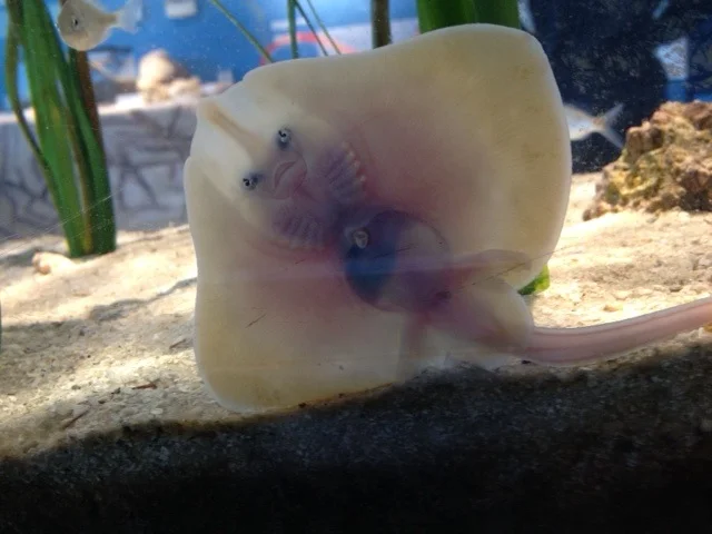What look like eyes on the ventral (belly side) of the skate are actually nostrils. You can also see how the snout is semi-transparent, indicating that this is a clearnose skate.