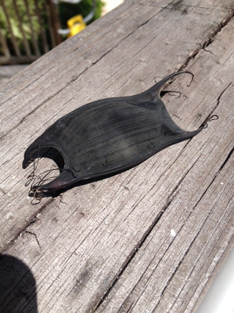 Here is a mermaid's purse, or skate egg case. Sometimes if you hold it up to the sun, you can see the baby skate wiggling around inside. If the skate has already hatched, then you will see an opening at one end between the two "horns". 