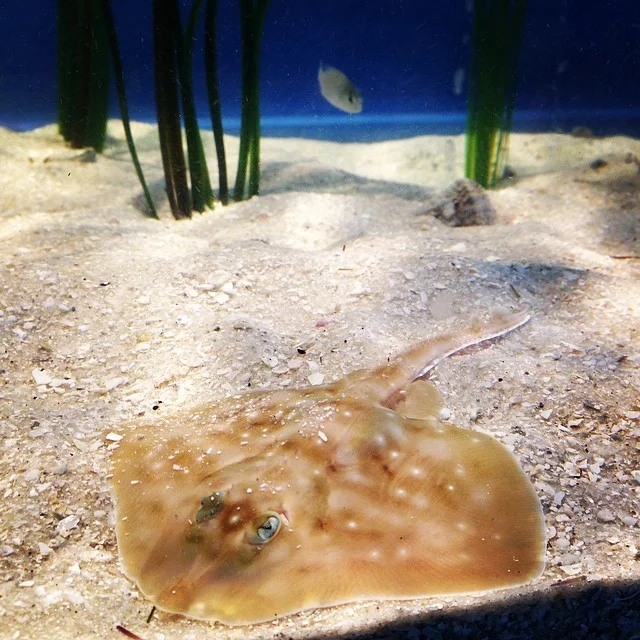 Clearnose skates can be found from Massachusetts all the way to southern Florida! They enjoy life on the soft, sandy seafloor and eat mostly crustaceans, bivalves, and squid. 