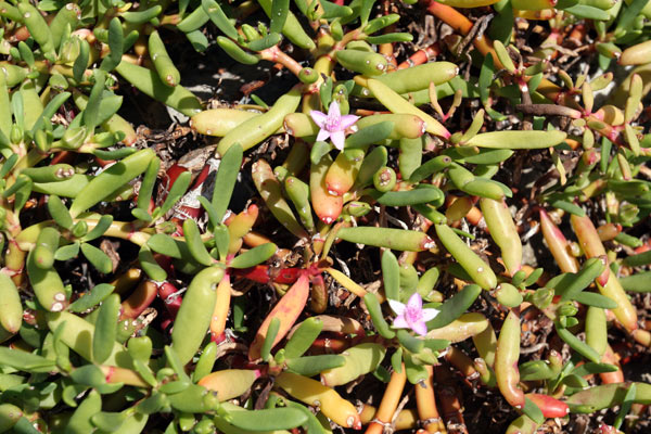 (Photo: http://www.seestjohn.com/flora_sea_purslane.html)
