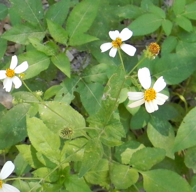 (Photo: www.floridasurvivalgardening.com)