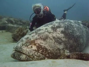 A SCUBA diver with a goliath grouper.