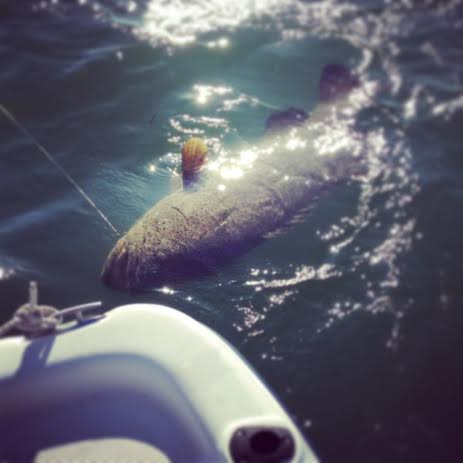 A small goliath grouper caught (and promptly released) by a Sanibel Sea School staff member!