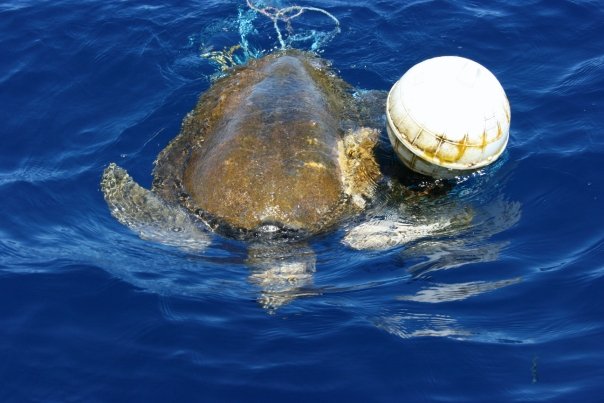 A sea turtle is found entangled in a buoy line...