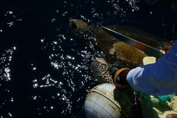 ... is freed by a fisherman ....