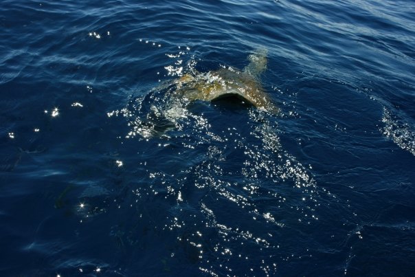 ... and swims safely back into the ocean.