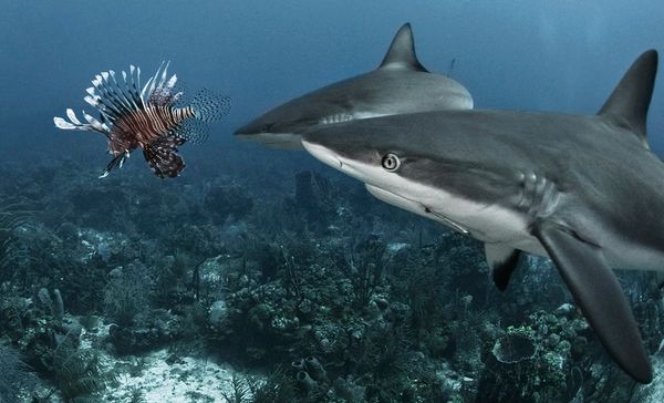 Sharks examine a foreign visitor to their habitat.