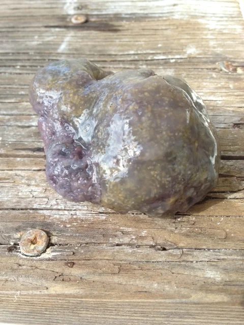 Purple variation of sea pork. 