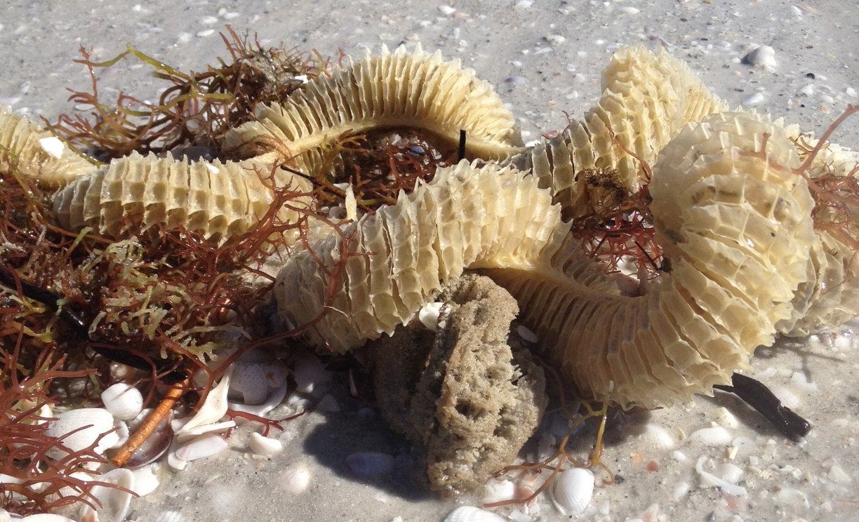 Lightning whelk egg case entangled in red drift algae. 