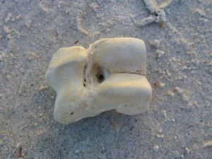 A pig bone found washed ashore. Photo: iloveshelling.com 
