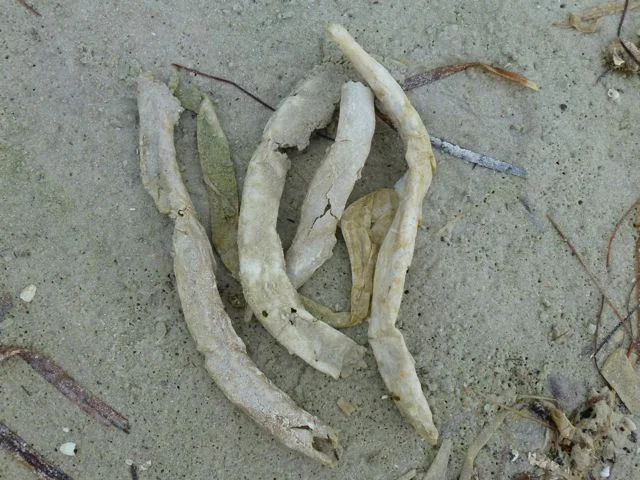 Empty parchment worm housing tubes washed up on the beach. Photo: iloveshelling.com 