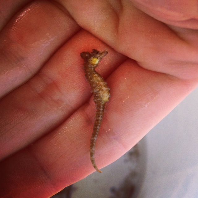 The dwarf seahorse ( Hippocampus zosterae) is common in the seagrass beds in Florida and throughout the Caribbean. 