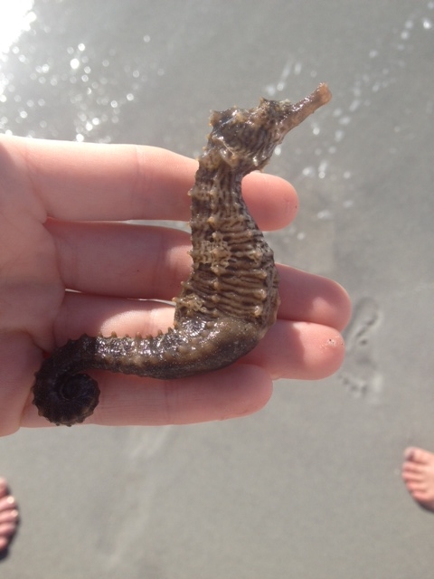 Notice the curved prehensile tail of this lined seahorse ( Hippocampus erectus) . This species can grow up to be almost 6 inches!