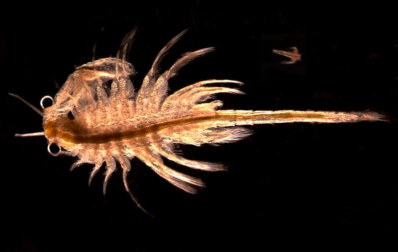 One of the seahorse's favorite meals, the brine shrimp, is an aquatic crustacean that is only slightly related to true shrimp. 