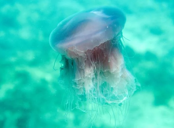 Drymonematidae is the name of the recently added family of jellies and thanks to the pink meanie, it is the first new family of jellies since 1921.