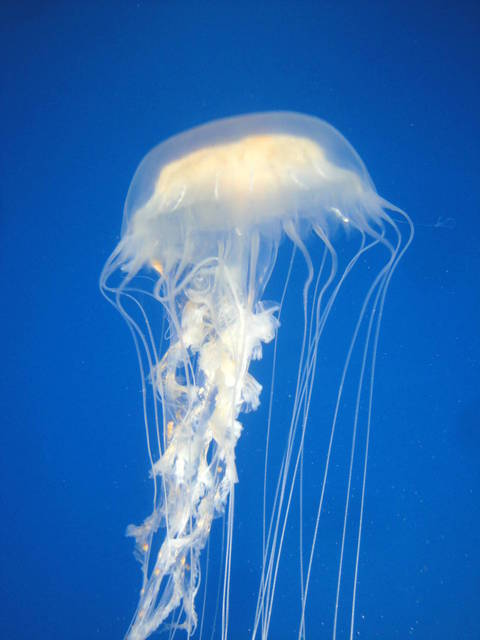 These graceful jellies mostly consume zooplankton but their powerful nematocysts allow them to consume larger prey, such as minnows and small crustaceans.Their sting can also produce a moderate irritation in humans. 