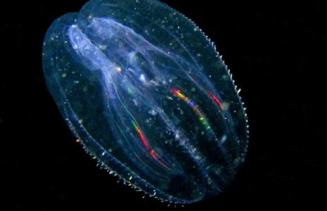 Comb jellies have a simple, gelatinous body much like true jellies but they aren't in the phylum Cnidaria. Instead, they are classified as Ctenophores because they lack specialized stinging cells. 