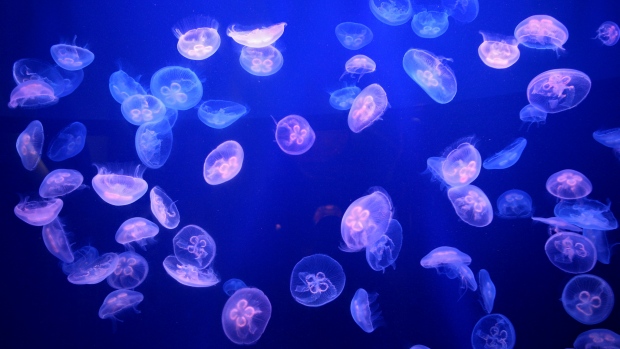 5 Types Of Jellies In The Gulf Of Mexico Sanibel Sea School