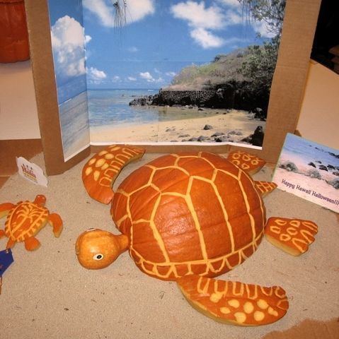 turtlepumpkin2.jpg
