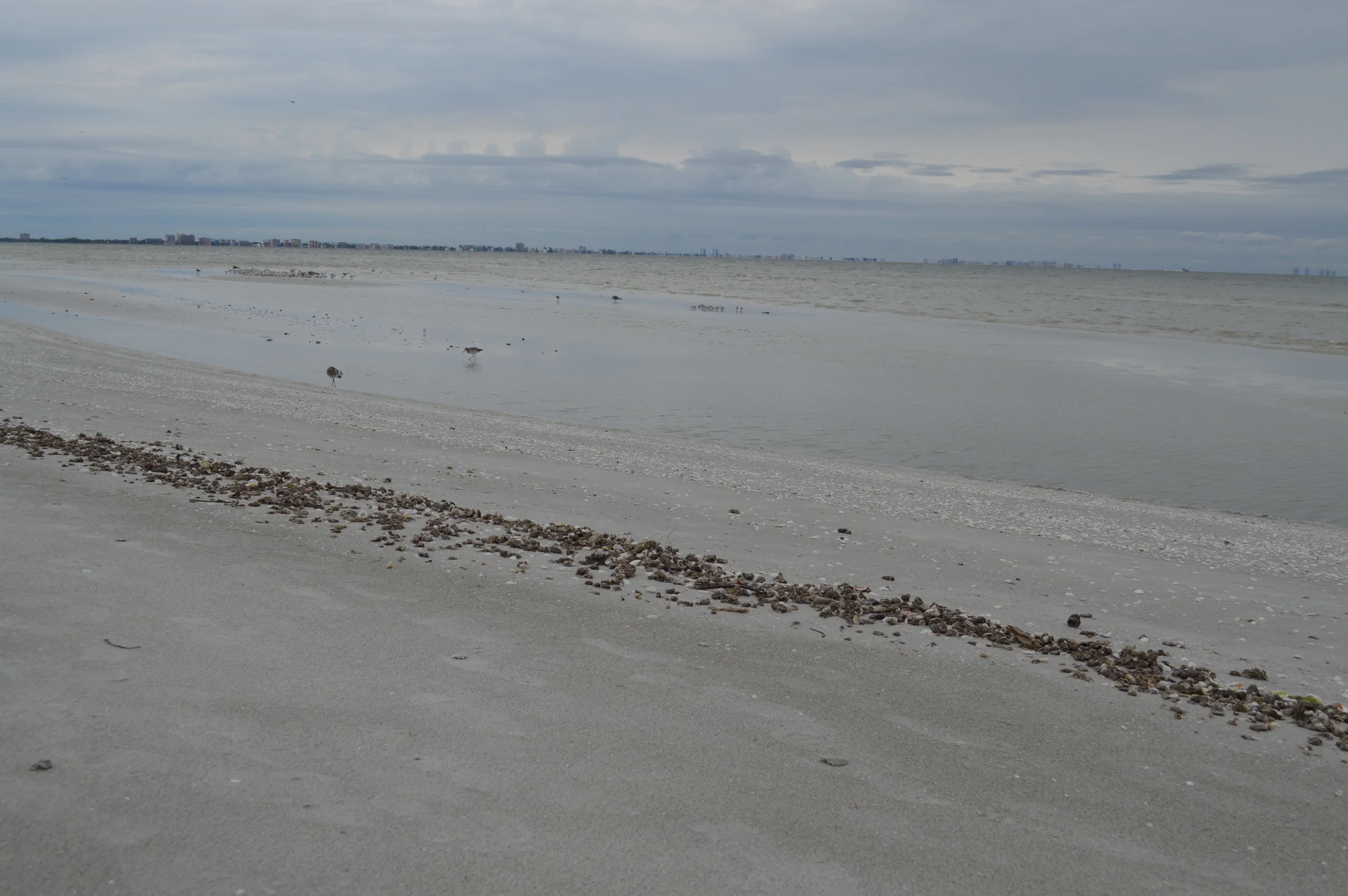 The wrack line inundated in sea squirts - a common sight on Sanibel lately. 