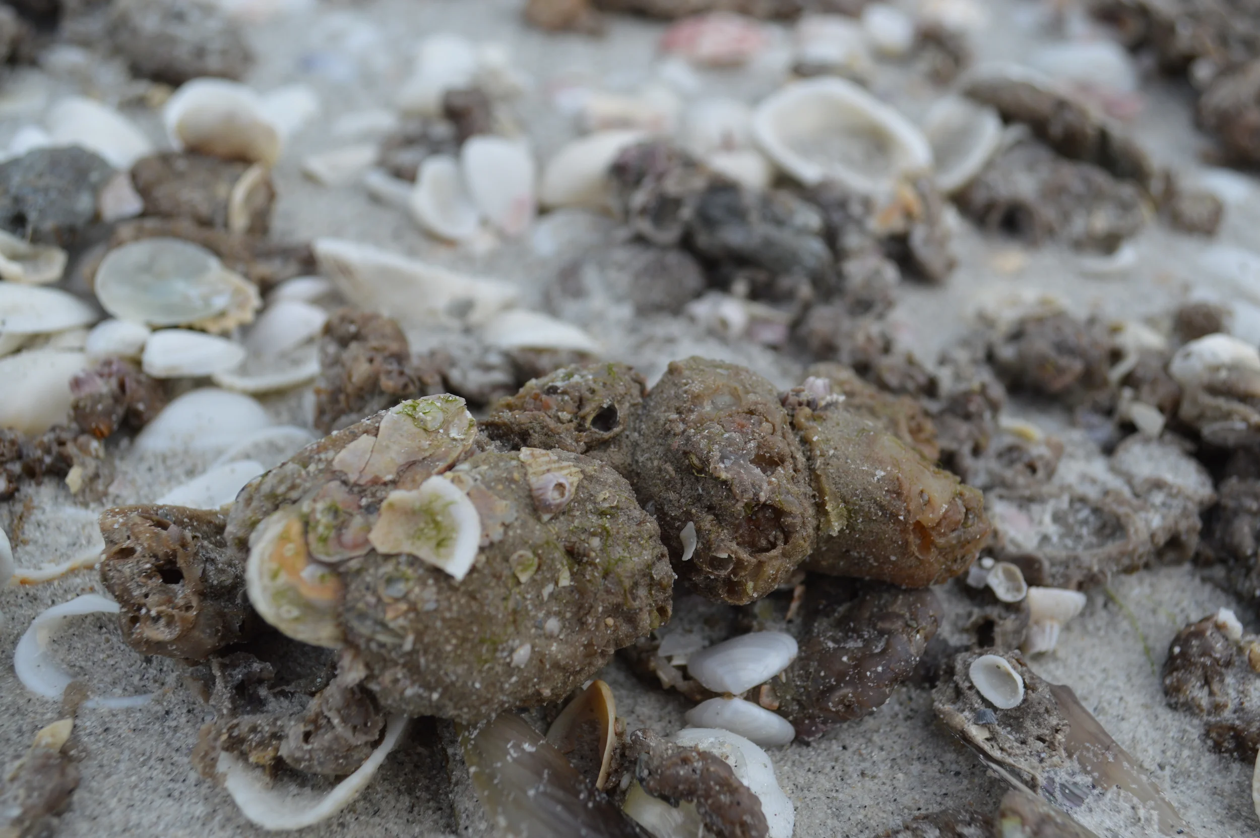 Up close and personal with Molgula occidentalis - the sandy-skinned tunicate.