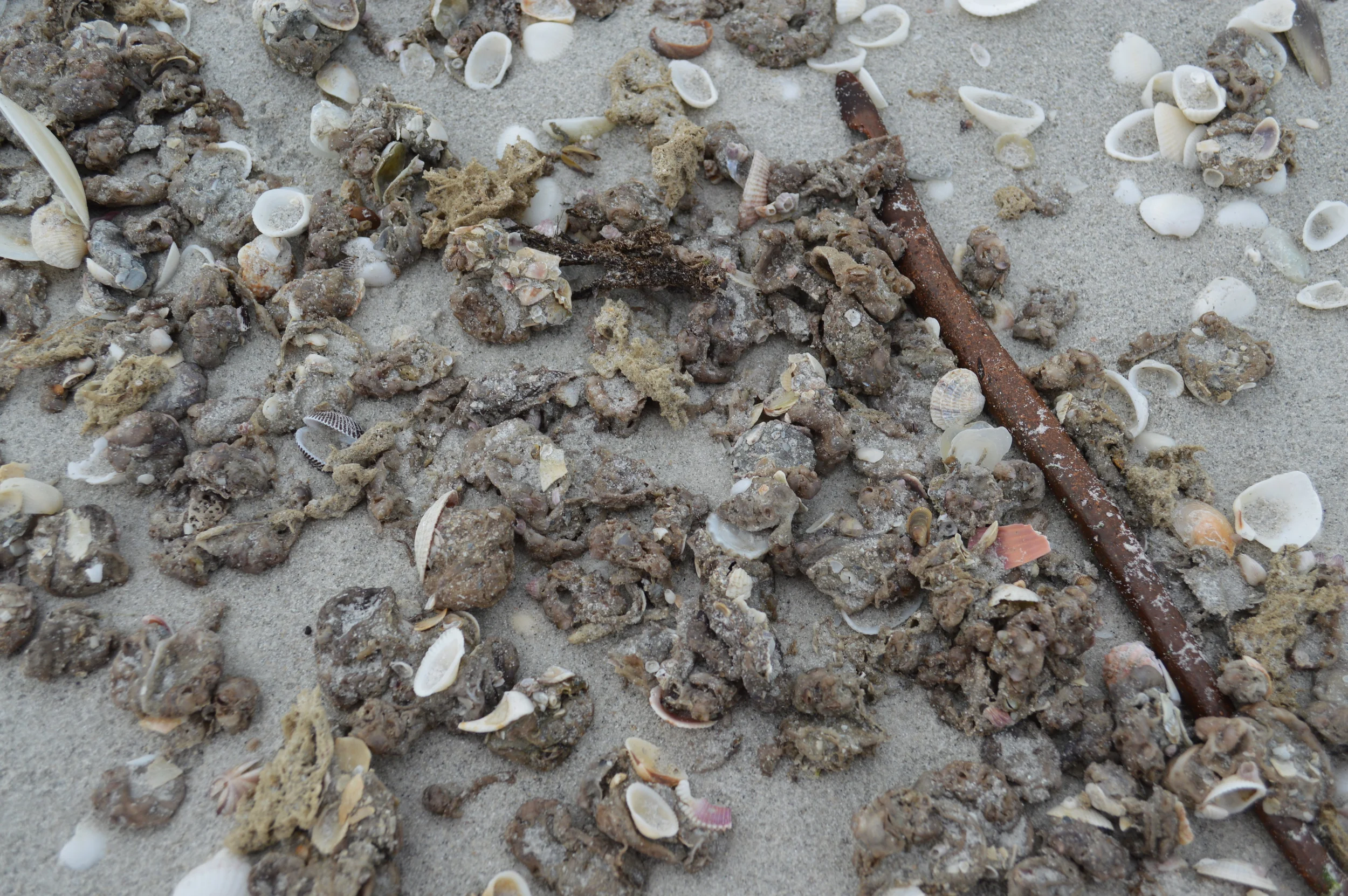 When the tunicates wash ashore, they often die off shortly after being stranded on the beach. 