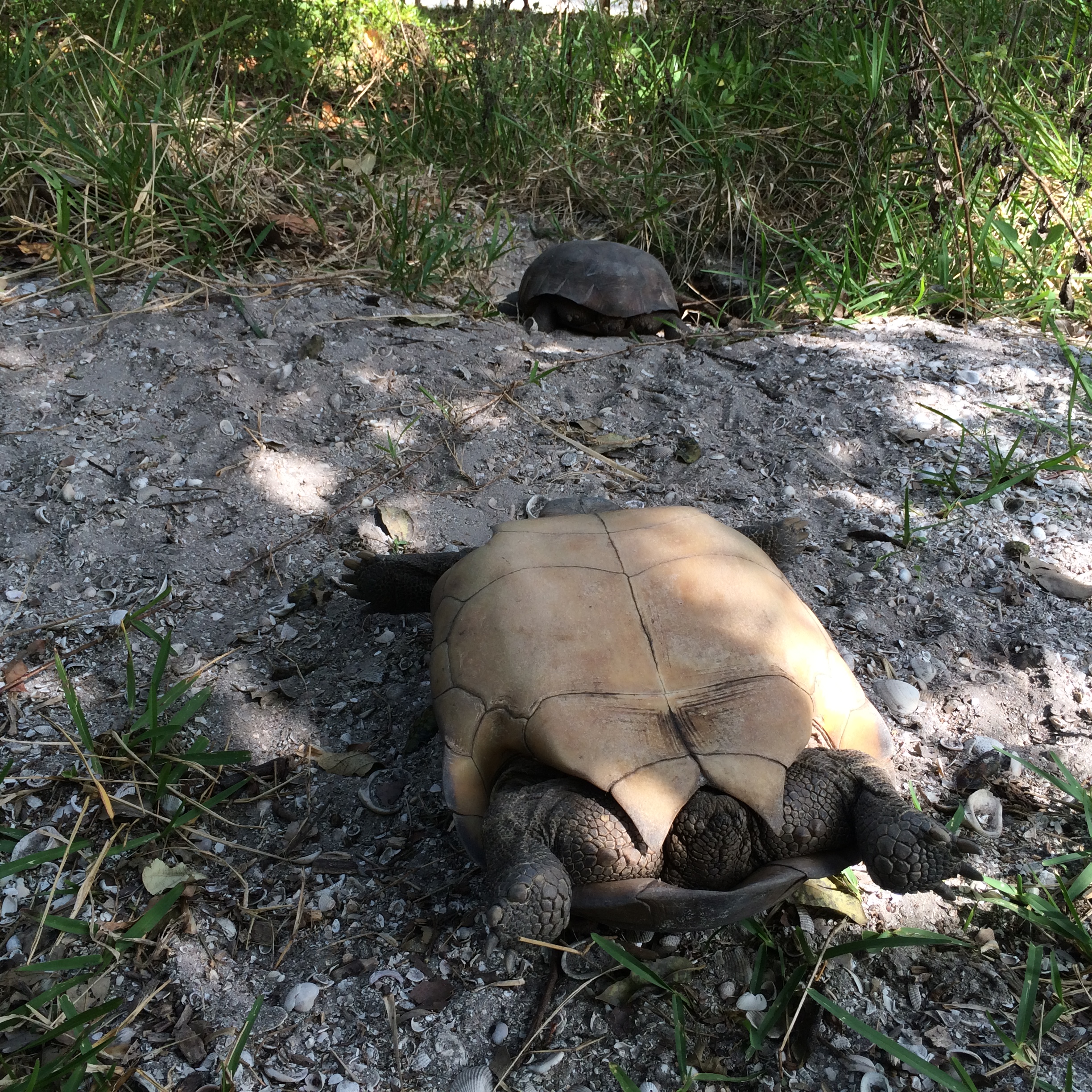 The bottom half of a turtle or tortoise shell is called the plastron. Notice the indented plastron on the male above. This is how we differentiate between a male and female tortoise - the male plastron is indented and the female plastron is flat. 