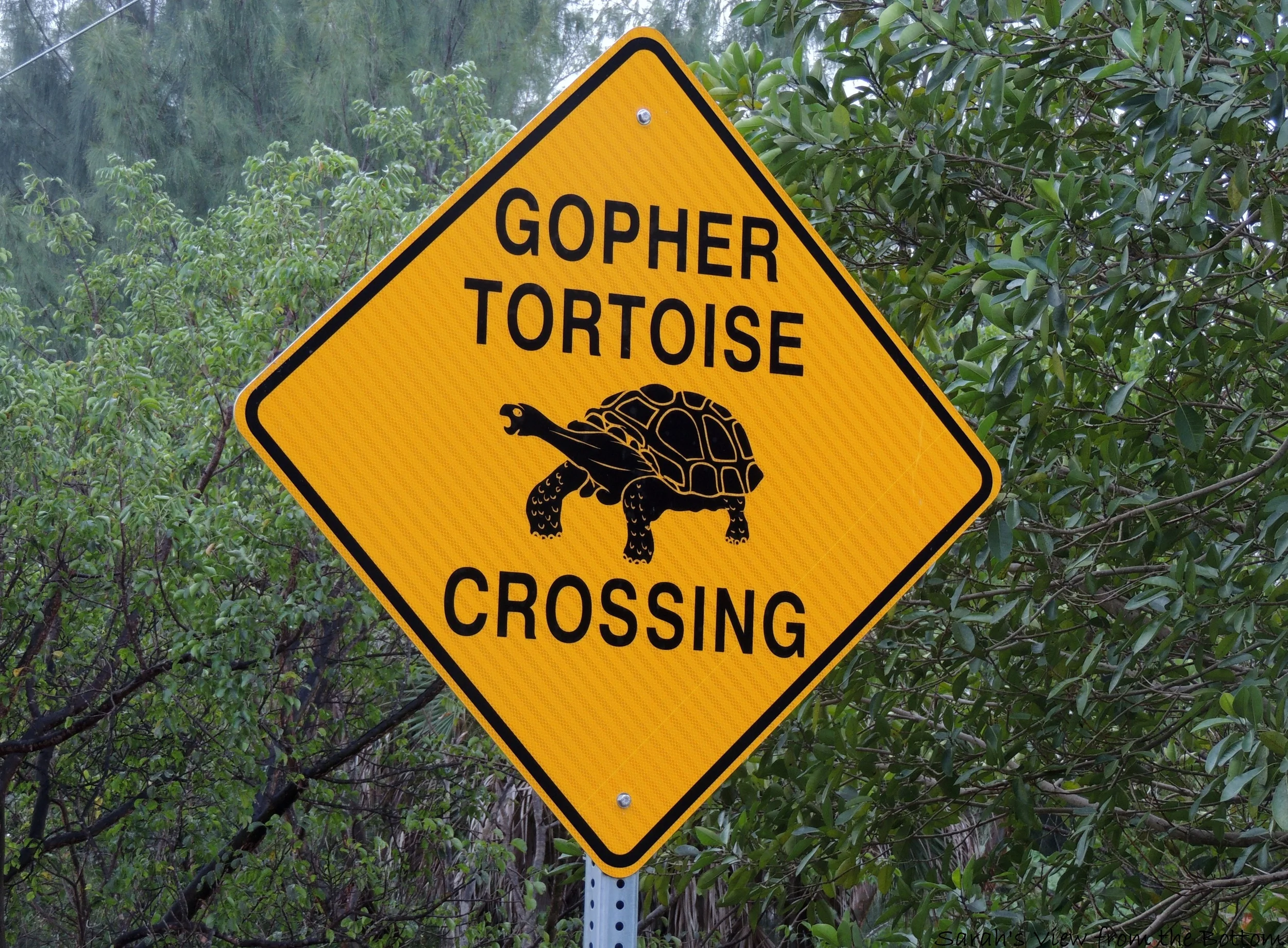 You may have snapped a photo of these road signs during your visit to Sanibel - an important warning to drivers indicating gopher tortoises may be nearby! 