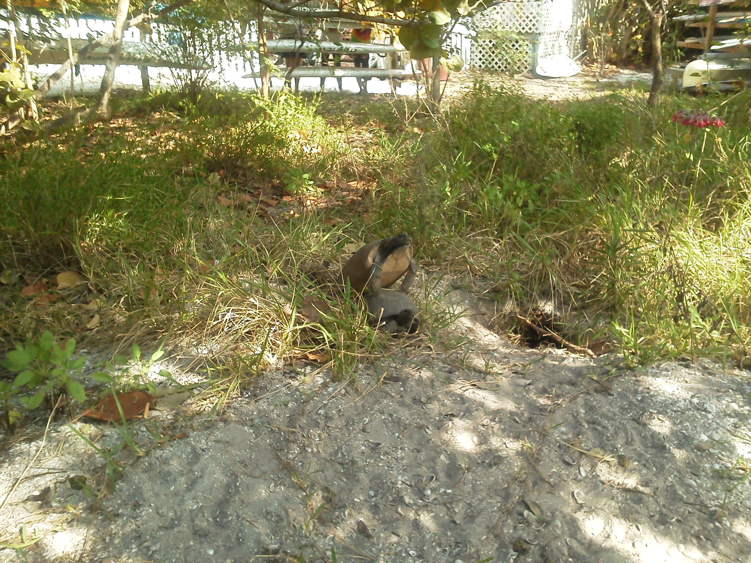 Tortoises are oviparous, meaning the female will soon deposit 5-15 eggs into the soft sand near her burrow. The eggs will incubate in the sand for about 80-100 days and the tiny tortoises will use their "egg tooth" to break through their shell, beginning their new life on Sanibel Island.