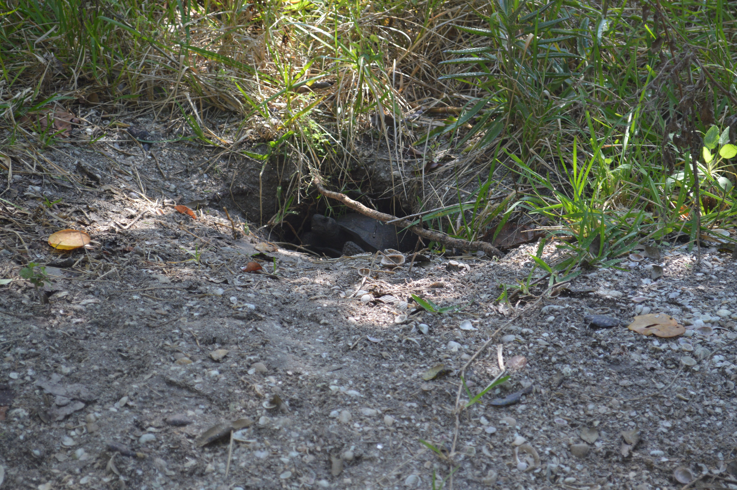 Our resident female gopher tortoise ( Gopherus polyphemus) peeking at us from her burrow. 