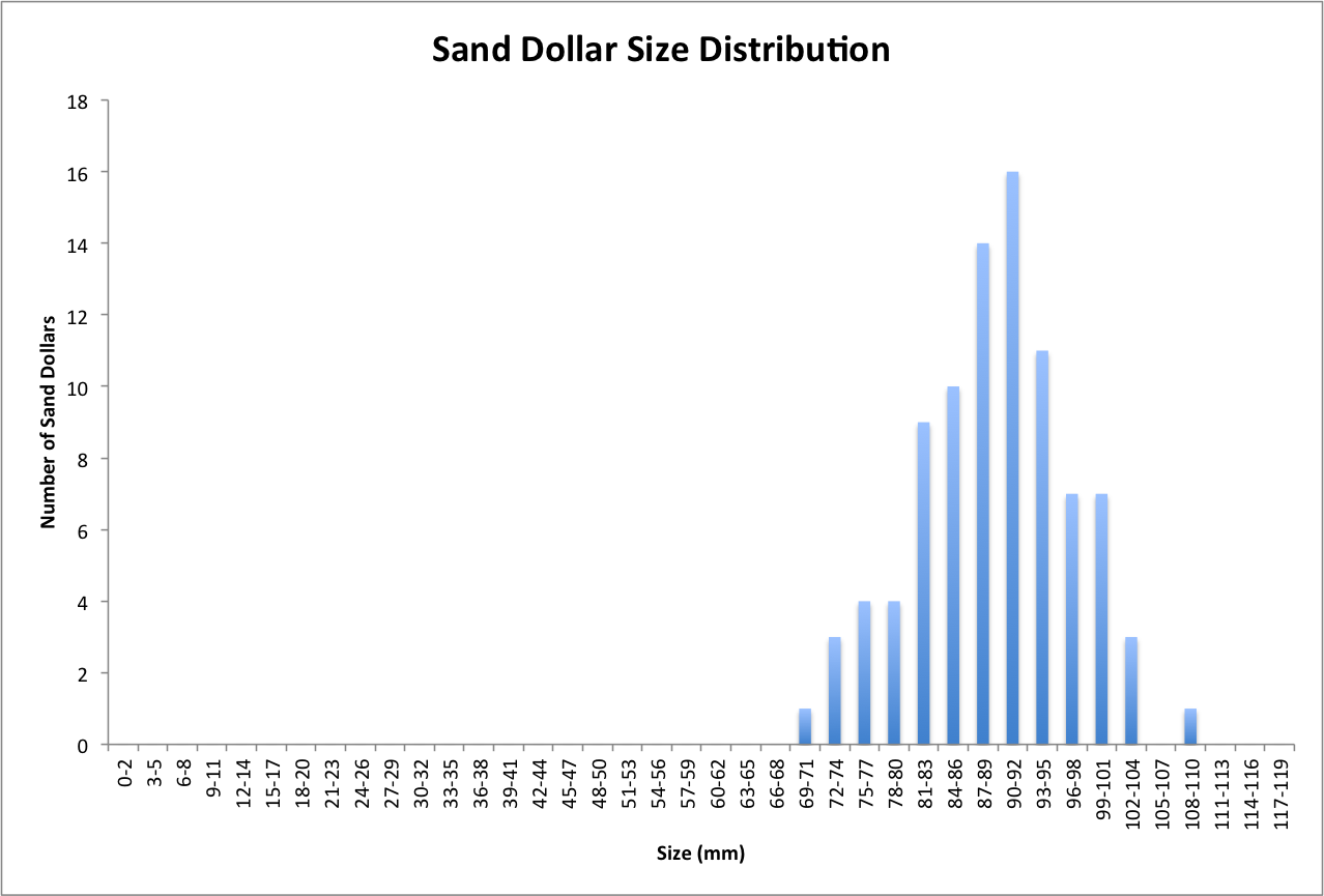How Many Sand Dollars Are There On Sanibel? — Sanibel Sea School