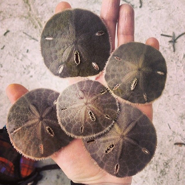 Everything You Need to Know About the Sand Dollar » Sand Dollar