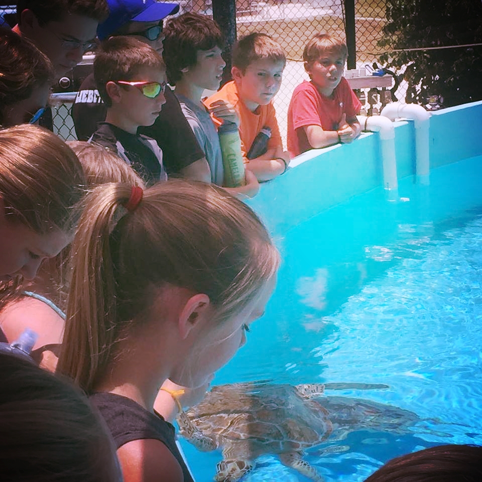 The Turtle Hospital has rehabilitated over 1,000 sea turtles, and is an exciting stop on the way to Coral Reef Week each year. 