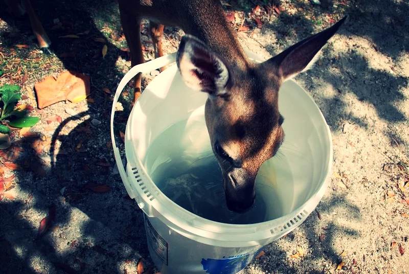 This Key Deer wanted to participate in our algae lab!