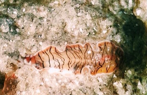 A beautiful flatworm found near Sanibel's Causeway Islands. 