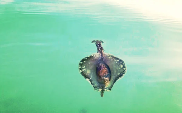A graceful sea hare swims in San Carlos Bay. 