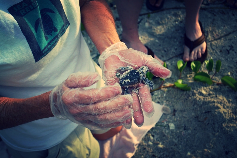 One of two tiny loggerhead hatchlings that were rescued for later release into the ocean. 