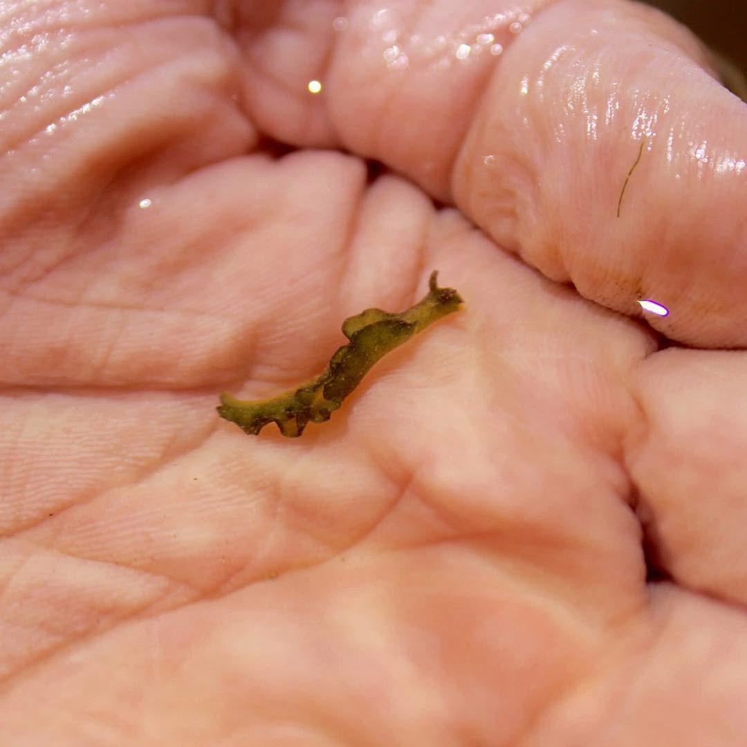 A tiny Elysia subornata , found near Bunche Beach. The green coloration comes from the pigments of the algae that it feeds on.